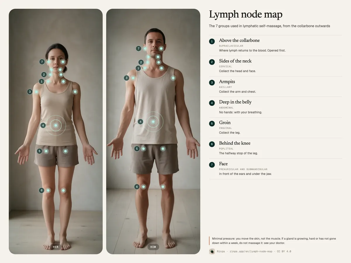 Map of the lymph nodes used in lymphatic self-massage: supraclavicular, cervical, axillary, abdominal, inguinal, popliteal and facial
