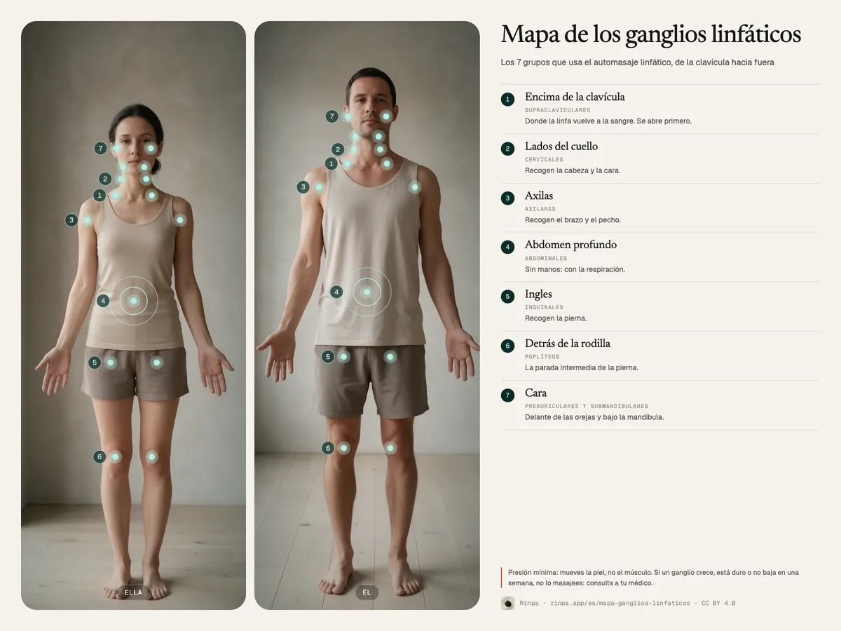 Mapa de los ganglios linfáticos que usa el automasaje: supraclaviculares, cervicales, axilares, abdominales, inguinales, poplíteos y de la cara